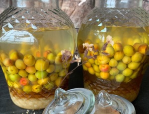 Cách ngâm rượu mơ truyền thống và rượu mơ Tây Bắc có gì khác nhau?